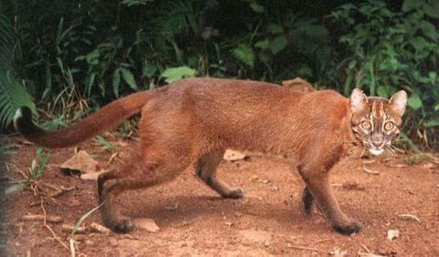 2. Kucing Bakau (Prionailurus viverrinus)