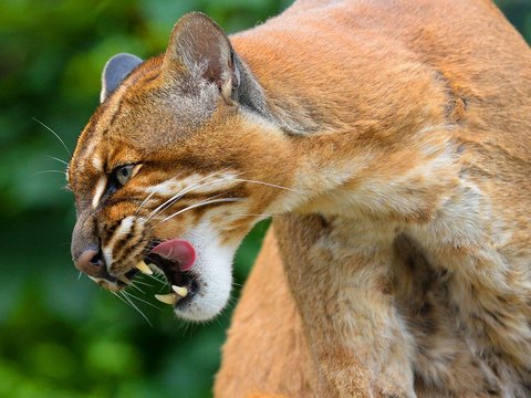 Kucing Merah kini populasinya semakin menurun dan jarang ditemui dibandingkan dengan spesies kucing lainnya. Habitat kucing ini tersebar di wilayah Pulau Kalimantan, oleh sebab itu kucing ini juga dikenal sebagai borneo bay cat.