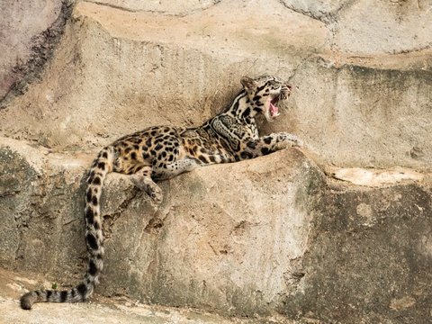 4. Macan Dahan Kalimantan (Neofelis diardi borneensis)