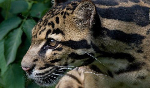 Macan Dahan memiliki bulu berwarna abu-abu kecokelatan dengan corak unik tampak seperti awan. Macan Dahan adalah predator utama di wilayah hutan tropis Kalimantan karena badannya yang kekar dan otot kaki yang kuat.