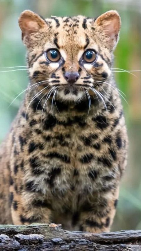 6. Kucing Batu (Pardofelis marmorata)