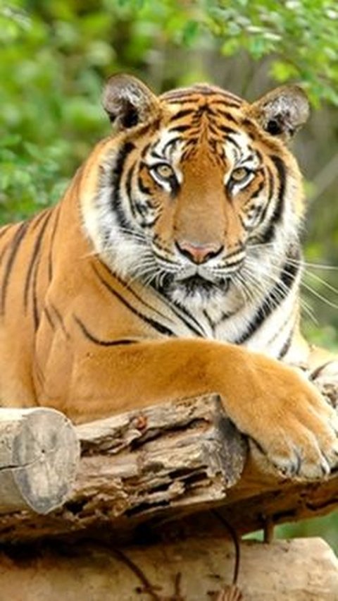 7. Harimau Sumatra (Panthera tigris sumatrae)