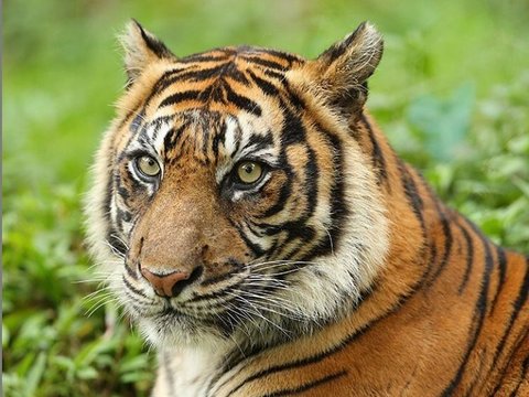 Bulu harimau sumatra merupakan bagian yang sering dijadikan objek buruan. Selain itu ada juga yang membunuh mereka hanya demi kesenangan semata. Belum lagi pengalihan hutan menjadi ladang dan pemukiman membuat habitat mereka tergusur.