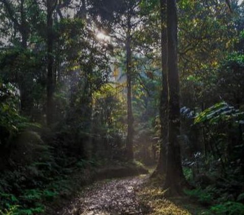 Potret Interaksi Harmonis Manusia dan Alam di Cikaniki, Hutan Favorit Peneliti Luar Negeri