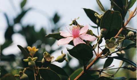 Hiasan bunga pada tengkorak ini terbuat dari keramik. Tampaknya hiasan bunga itu adalah penggambaran artistik dari bunga myrtle. Karangan bunga di dunia Yunani kuno memiliki banyak arti, mulai dari kemenangan hingga kematian. <br /><br />Myrtle adalah tanaman Yunani suci dewi Aphrodite. Hermes membuat sandal ajaibnya dari cabang myrtle.