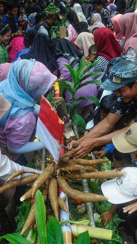 Laki-laki, perempuan, hingga anak-anak turut serta dalam rebutan hasil panen ini.