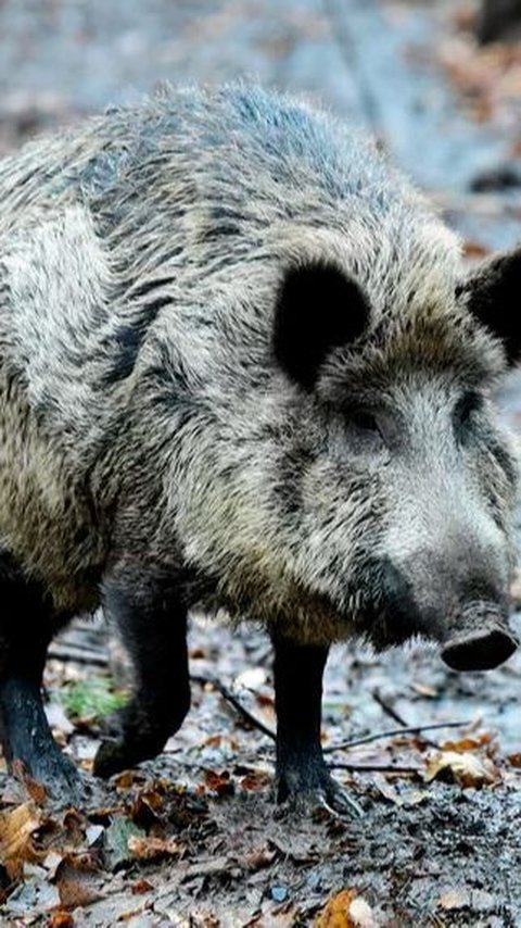 Hewan Buas yang Berkeliaran di Kota Jerman Ini Ternyata Bukan Singa, Tapi Babi Hutan