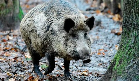 Soal babi hutan ini dikonfirmasi langsung Wali Kota Kleinmachnow, Michael Grubert kepada wartawan pada Jumat (21/7). Dia mengatakan, hewan yang berkeliaran di kota itu kemungkinan bukan singa seperti yang dikira selama ini.