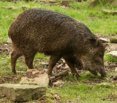 Hewan Buas yang Berkeliaran di Kota Jerman Ini Ternyata Bukan Singa, Tapi Babi Hutan