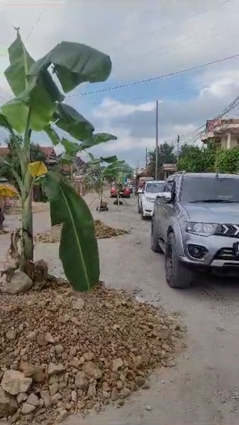 Protes Jalan Rusak, Warga Tanam Pohon Pisang