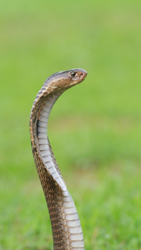 Jadi, apakah ular dapat mendengar suara manusia?