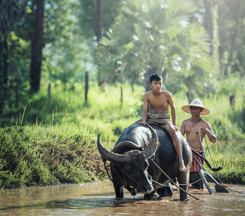 Warga Lebak Buktikan Beternak Kerbau Bikin Sejahtera, Mampu Bangun Rumah sampai Sekolahkan Anak