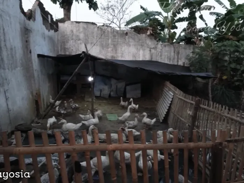 Miliki Orangtua Kaya Raya, Pria Ini Tinggal Sambil Ternak Entog di Rumah Mewah yang Terbengkalai