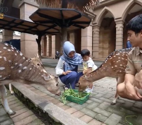 Jadi Sorotan Usai Anak Harimau Peliharaannya Mati, Ini Potret Kebun Binatang Mini Milik Alshad Ahmad