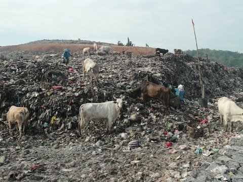 TPA Piyungan Ditutup karena Overload, Tanah Sultan di Cangkringan Jadi Penampungan Sampah