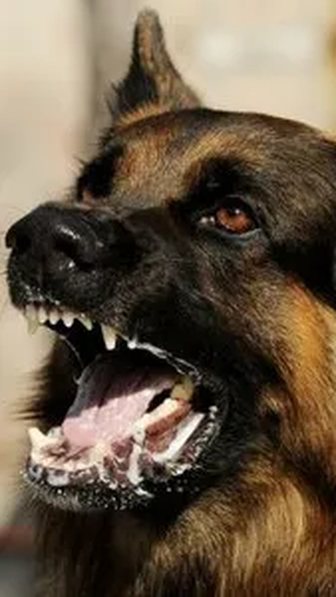 Warga Inhil Riau Meninggal Usai Digigit Anjing Rabies