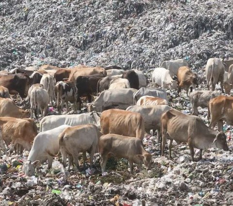 TPST Piyungan Ditutup, Begini Cara Sultan HB X Tangani Permasalahan Sampah