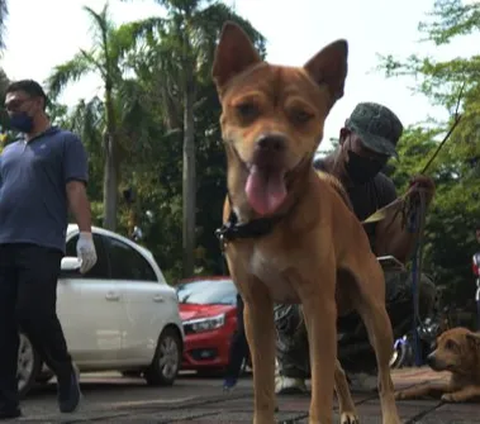 Warga Inhil Riau Meninggal Usai Digigit Anjing Rabies