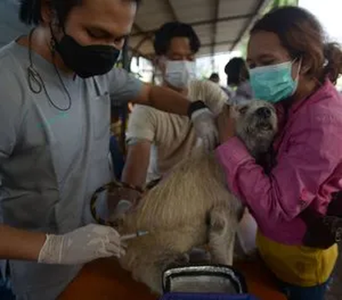 Warga Inhil Riau Meninggal Usai Digigit Anjing Rabies