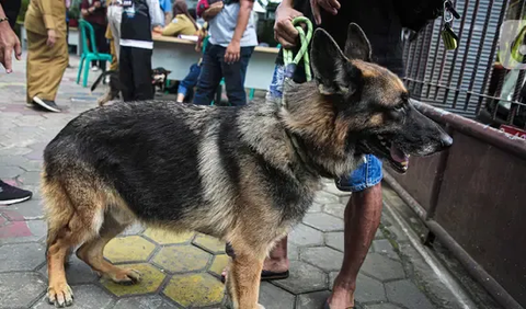 Menurut Herman, korban sempat dibawa ke Puskesmas Kempas, kemudian dirujuk ke RSUD Puri Husada. Namun sayang, nyawa korban tidak terselamatkan karena kondisinya semakin parah.