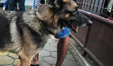 Pasca kejadian tersebut, Wardan langsung meminta Dinas Tanaman Pangan, Hortikultura dan Peternakan Pemkab Inhil dan Dinas Kesehatan untuk dapat bergerak cepat melaksanakan vaksinasi. Dia juga berharap kerja sama TNI Polri dalam mengedukasi masyarakat soal bahaya rabies.