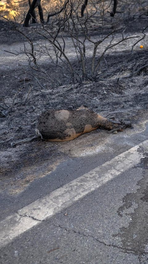 Potret Pilu Hewan-Hewan Mati Terpanggang Kebakaran Hutan Yunani