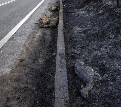 Seperti yang terlihat di jalan rata dekat Asklipeio, Pulau Rodhes, beberapa kambing mati terpanggang. Mereka gagal menyelamatkan diri karena kobaran api merembet lebih cepat.