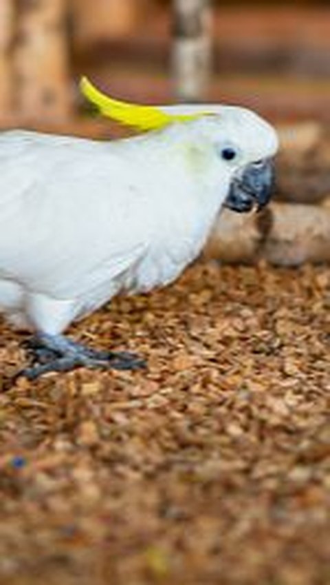 25 Burung Langka Dilepasliarkan ke Habitatnya di Papua dan Maluku