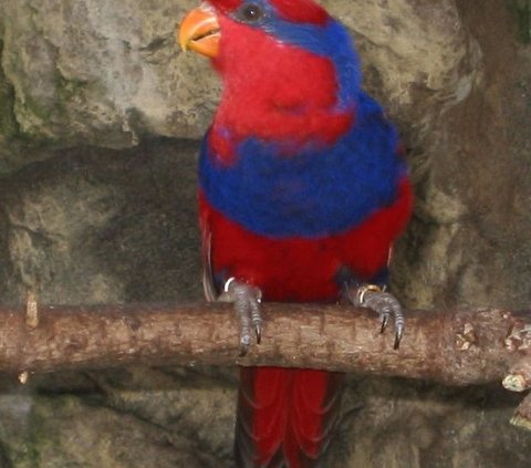 25 Burung Langka Dilepasliarkan ke Habitatnya di Papua dan Maluku