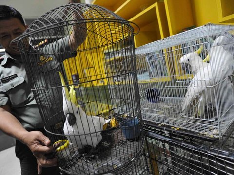 25 Burung Langka Dilepasliarkan ke Habitatnya di Papua dan Maluku