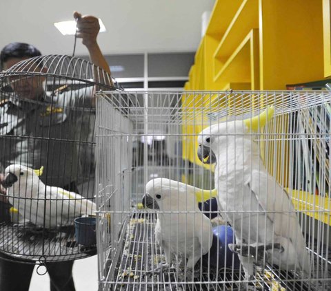 25 Burung Langka Dilepasliarkan ke Habitatnya di Papua dan Maluku