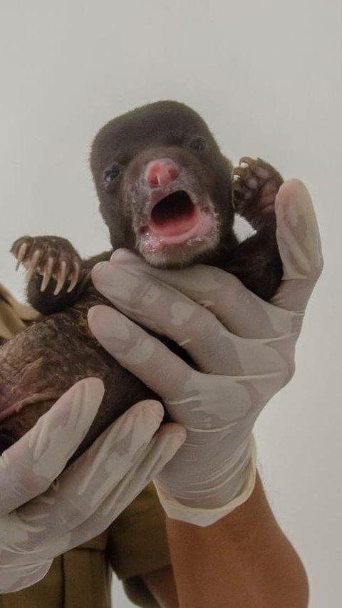 Kasihan, Bayi Beruang Madu Ditemukan Sebatang Kara di Belantara Kebun Sawit Riau