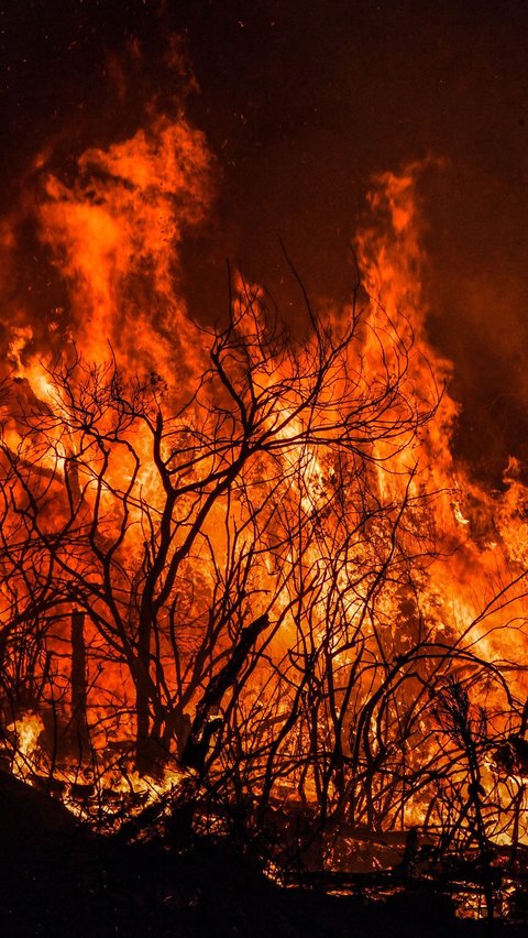 FOTO: Kebakaran Hutan di Aljazair Kian Mengganas dan Menyebar ke Tunisia, Kobaran Apinya Dahsyat Menghanguskan Segalanya