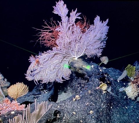 Mystery of the Deep Sea Unveiled, Terrifying Creatures Inhabiting the Java Trench