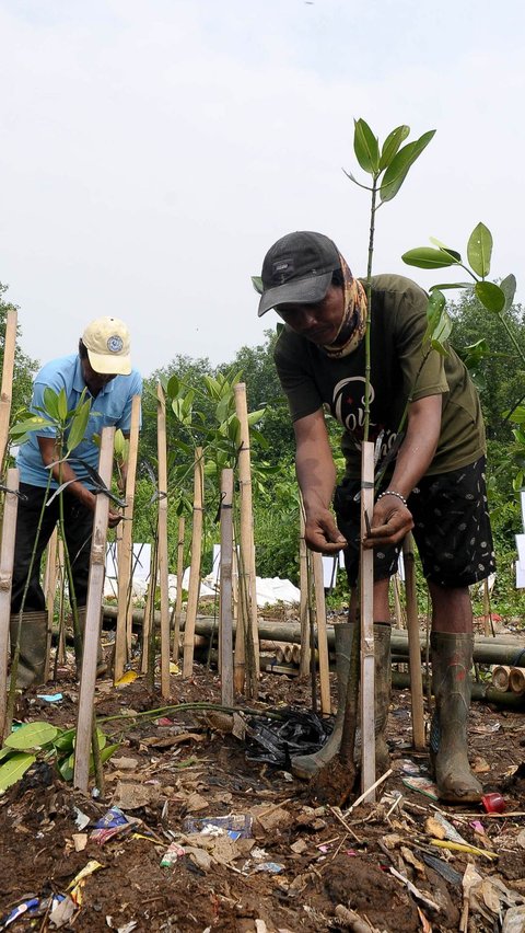 FOTO: Hari Mangrove Sedunia, 1.000 Pohon Bakau Ditanam di Pesisir Jakarta