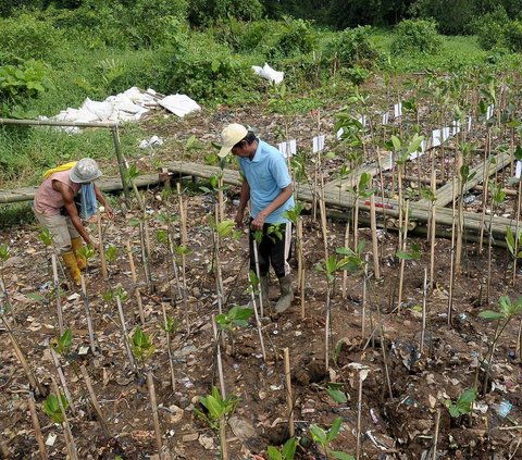 Dalam rangka memperingati Hari Mangrove Sedunia, sekelompok warga menanam 1.000 pohon bakau atau mangrove di kawasan Eco Marine Mangrove, Muara Angke, Jakarta, pada Rabu (26/7/2023). Aksi penenaman pohon bakau itu sekaligus sebagai upaya mencegah terjadinya abrasi di pesisir Jakarta.