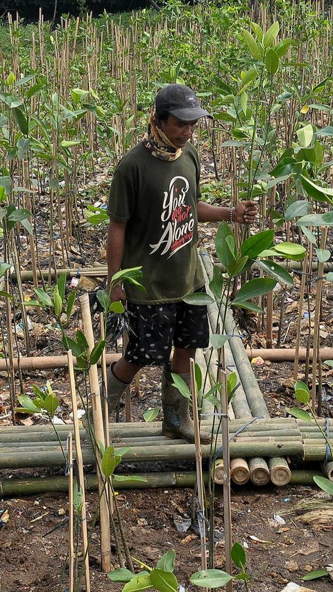 Peringatan Hari Mangrove Sedunia pada 26 Juli ditetapkan oleh UNESCO sejak tahun 2015.