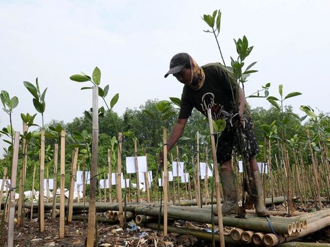 FOTO: Hari Mangrove Sedunia, 1.000 Pohon Bakau Ditanam di Pesisir Jakarta