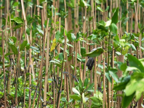 FOTO: Hari Mangrove Sedunia, 1.000 Pohon Bakau Ditanam di Pesisir Jakarta