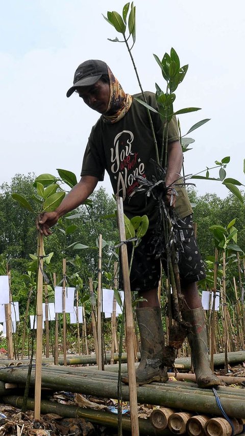 Indonesia adalah negara dengan hutan mangrove paling luas di dunia.