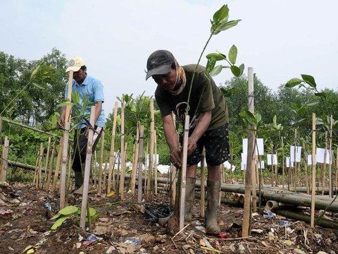 FOTO: Hari Mangrove Sedunia, 1.000 Pohon Bakau Ditanam di Pesisir Jakarta