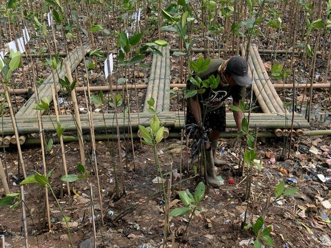 FOTO: Hari Mangrove Sedunia, 1.000 Pohon Bakau Ditanam di Pesisir Jakarta