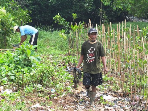 FOTO: Hari Mangrove Sedunia, 1.000 Pohon Bakau Ditanam di Pesisir Jakarta