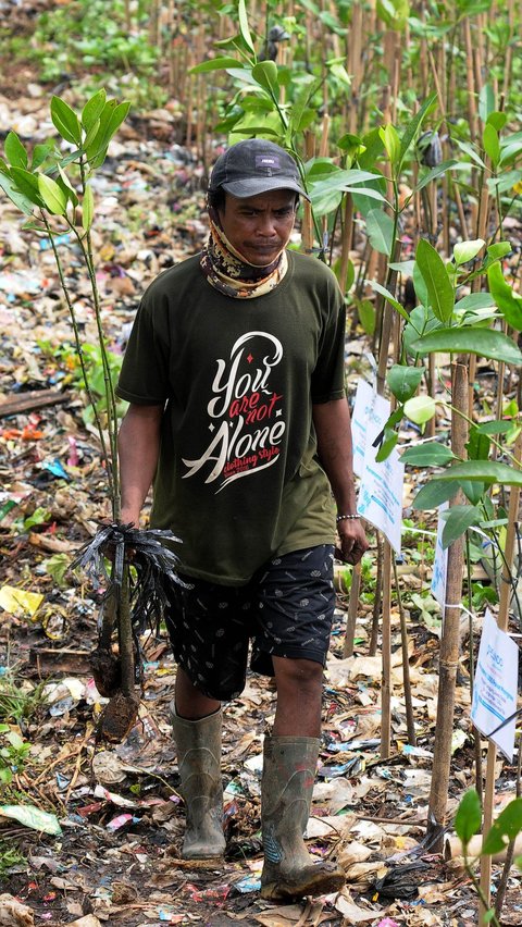 Aktivitas pekerja saat menanam pohon bakau di kawasan Eco Marine Mangrove, Muara Angke, Jakarta, pada Rabu (26/7/2023).