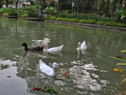 FOTO: Menikmati Keasrian Taman Situ Lembang, Ada Danau Peninggalan Belanda