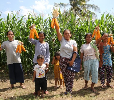 Bayer meluncurkan DEKALB DK95R, benih jagung bioteknologi komersial pertamanya untuk petani Indonesia di Bima, Nusa Tenggara Barat, Rabu (26/7/2023). Dengan benih jagung ini, para petani diklaim mendapatkan potensi peningkatan pendapatan hingga 30 persen dibandingkan dengan praktik konvensional.
