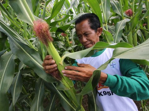 FOTO: Petani NTB Panen Perdana Jagung Bioteknologi