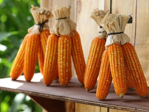 FOTO: Petani NTB Panen Perdana Jagung Bioteknologi