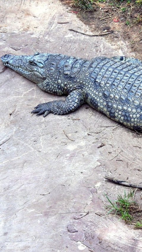 Potret Evakuasi Buaya 3 Meter dari Permukiman Warga di Cirebon, Sempat Mangsa Kucing Peliharaan