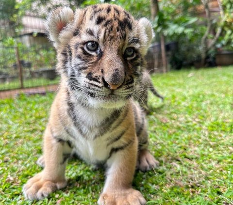 Jadi Sorotan, Alshad Ahmad Ungkap Penyebab Kematian Cenora Anak Harimau Miliknya